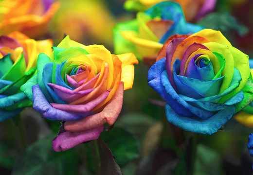 Are Rainbow Roses Real? Learn How to Create Your Own