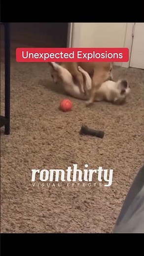 Dogs React to Unexpected Explosions