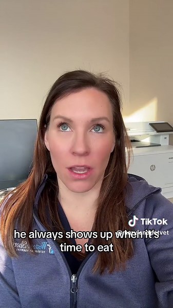 vetHERnarian on TikTok