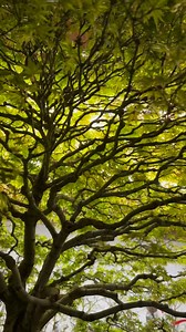 81K views · 6.5K reactions | Slow awakening under the maple canopy Collection of bonsai master @davideasterbrookbonsai #japanesemaple #bonsai #tree #bonsaisociety #plantcollection | Bonsai Society | Facebook