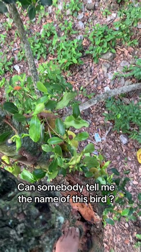 Naming the Bird Spotted in Nature