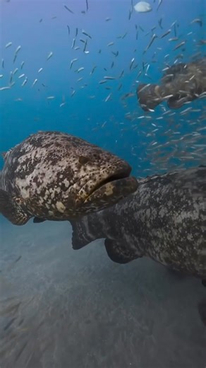 3.9K views · 44 reactions | Did you know Goliath Grouper season is in...