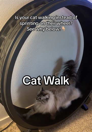 Cat Walk: Exploring the Slow Movement of Cats