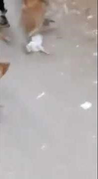 Horrible , 4 dogs killed cat