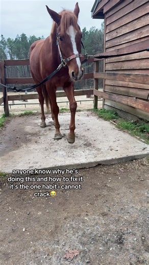 equestrian tiktok help me out 🫩 edit: YALL ARE FUNNY ASF #pawing #horsesontiktok #helpme #fypシ゚viral #foryoupage