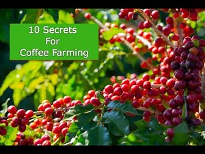10 Secrets to Succeed in Coffee Farming