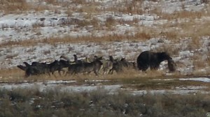 Grizzly Battles Wolf Pack Over Elk Carcass (Video)