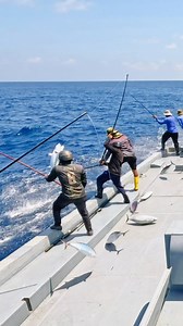 Catching skipjack tuna by pole and line is a sustainable fishing method that involves using a fishing pole, a line, and barbless hooks. Fishermen target specific species, reducing bycatch and minimizing environmental impact. This approach supports responsible and eco-friendly fishing practices, ensuring the long-term health of tuna populations.🎣 . . . . #fishing #fish #fishinglife #catchandrelease #bassfishing #nature #outdoors #carpfishing #fishingislife #angler #pesca #bass #carp #flyfishing 