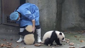 35K views · 1.7K reactions | Don’t be so negligent, nanny. I’ve been counting the time you spend on cuddling my friend and cuddling me respectively. You shows too much favouritism! #HiPanda | iPanda | Facebook