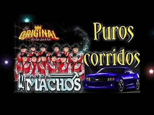 puros corridos ✴️banda machos lo más perron 💥