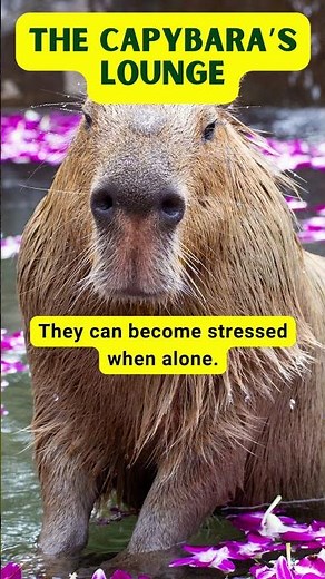 Fascinating Capybara Facts | Discover the World's Largest Rodent! #shorts