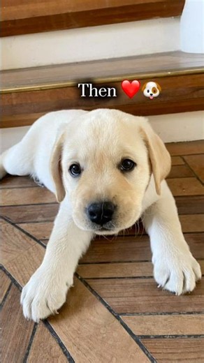 Søde Elmer ❤️🐶🥹