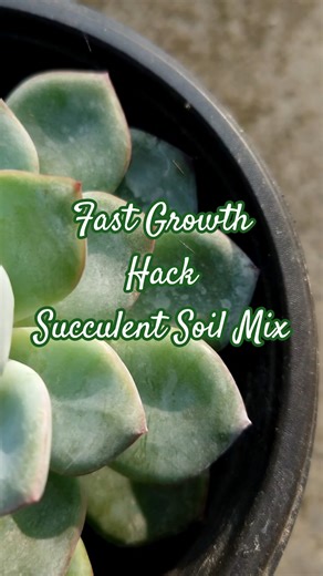 Repotting Echeveria Succulent | Best Soil Mix!