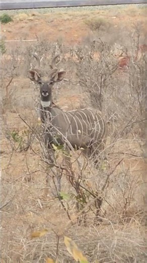 what was the antelope checking