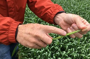 Wheat School: Solve your tiller problem with N, not seeding rate