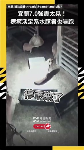 宜蘭7.0強震太晃！療癒淡定系「水豚君」也嚇跑｜NOWNEWS
