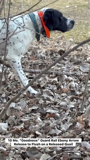 Goodness Released to Flush Quail. Quilted Arrow Pointers - RockDove.com