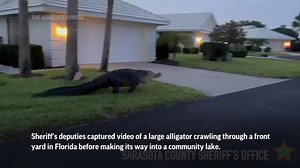 Large alligator crawls through Florida community