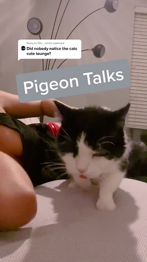 Reply to @70s._.luna #blep #pigeontalks #purr #monch