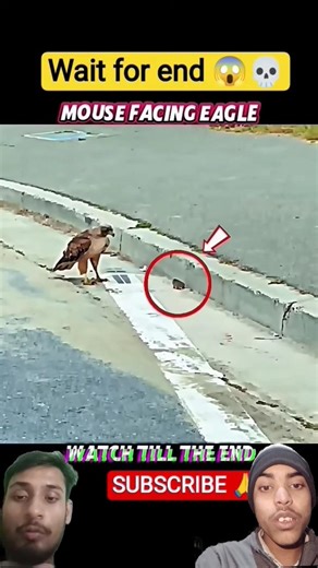 Rat vs Falcon🤯😱 #short #falcon #respect #animal #birds #eagle #falcon #lionking #rat #tiger #king