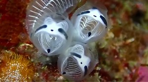 Creepy-Cute: Japan’s Newly Discovered Species Looks Like Both A Skeleton And A Panda