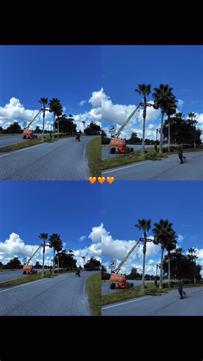 Servicio de Árboles en Florida