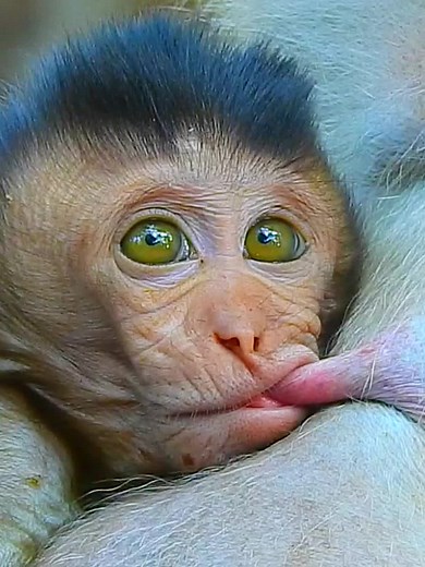 Adorable Monkeys Breastfeeding: A Heartwarming Fun