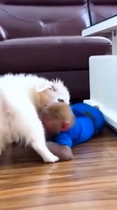 75K views · 1.7K reactions | Monkey Bibi takes on the dog in an epic showdown!  vs  Who do you think will win  | Bibi's Fan | Facebook