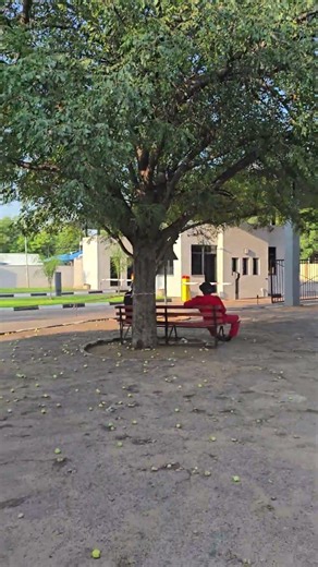 Marula tree. Elephants love the fruit . Amarula liquor is made from its fruit and oil from the seed.