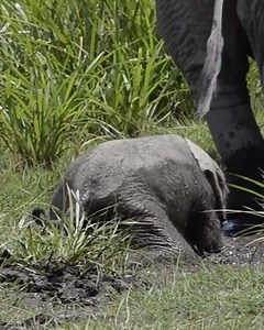 12K views · 666 reactions | This is cute... A new born baby elephant (calf) tries to walk through the muddy sections of Amboseli National Park Kenya  Video by Wild Extracts | Elephant Lovers | Facebook