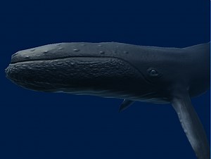 Whale Simple 3D Model | Characters | Unity Asset Store