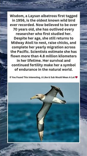 She’s the OLDEST Wild Bird on Earth… And Still Flying 🕊️