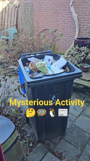 Goffin Cockatoo Nesting In Paper bin🤭