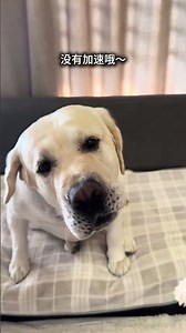 On How to Control a Greedy Dog #The daily life of a glutton#Labrador#Everything Is Lovely