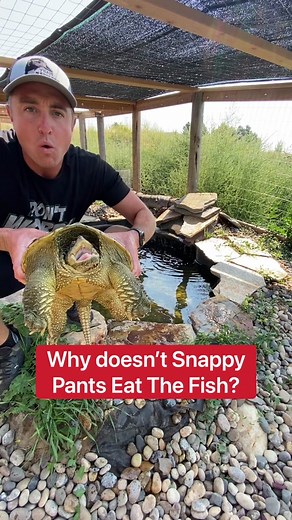 Snapping Turtle vs Fish: An Explanation