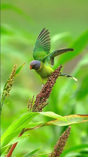 Plum headed Parakeet Pecking Grains in Grass 🌿🐦💚 #WildlifeShorts #BirdFeeding #Nature #Parakeet