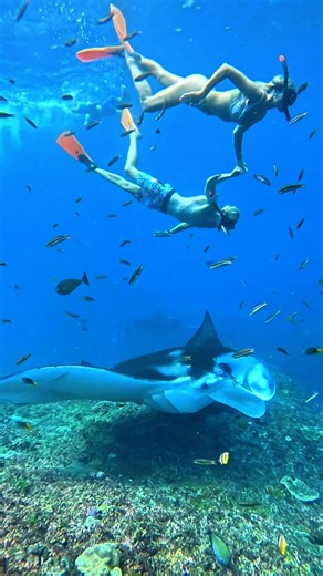 1.1K views · 4 comments | A magical couple moment when swim with manta rays at Manta Point  .  by @lembongantrip . #lembongantrip #mantapointbali #nusapenida #nusembongan #nusalembongansnorkeling #nusapenidasnorkeling | Lembongan Trip | Facebook