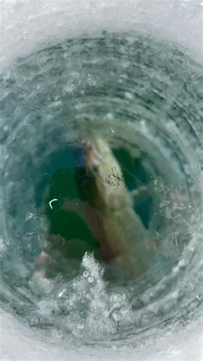 Love it when they’re dumping line! Ready for more nice pike through the ice this season!