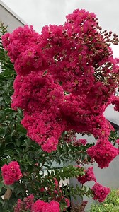 1.9K views · 179 reactions | Crepe Myrtle “Tuscarora” flowering outside Woolies in Camden. This variety flowers non stop for 100 days in summer. The flower heads are so big they sway in the wind. These Crepe Myrtles are the perfect sized, small tree, for today’s tiny gardens. We have other colours in stock today | Tims Garden Centre Campbelltown NSW | Facebook