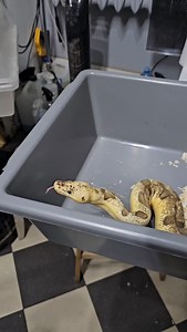 4.5K views | Pastel super enchi yb clown female feeding #royalpythons #ballpythonlove #beardeddragon #reptilebreeder #snek #morph #petsnake #herpetology #animal #morphs #morph #snakelove #reptilelove #livingart #ballpythonofinstagram #snakelovers #reptilesofinsta #serpent #ballpythonsnake #nature #ballpythonlover #babyballpython #ballpythonmorphsofinstagram | Xclusive ball pythons | Facebook