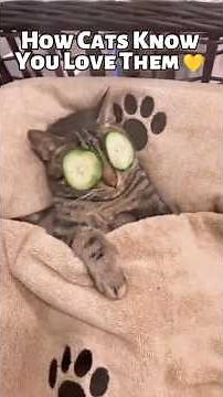 8 Simple Ways to Show Your Cat You Love Them 🐱❤️