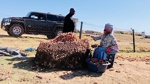 Construction of a corncob pyramid by one the of the elders of the Mkiva Household in Bolotwa village, near Dutywa in South Africa. This is an ancient tradition of preserving the corncob as firewood for future usage. This corncob pyramid is called Isitha or Isiludu in the Xhosa language. | Zolani Mkiva