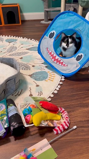 15K views · 912 reactions | Happy mail from Amanda, Zelda, & Munchkin!  | Phoebe the CH Kitty | Facebook