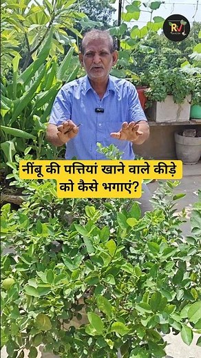 Lemon plant care|Lemon plants insects| How to get rid of from insects of plants #planttherapy #viral