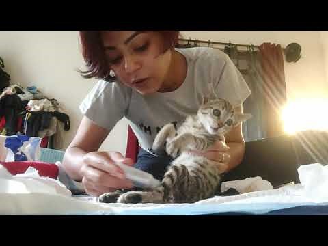 DIY nappy/diaper for paralyzed kitten 🐈✨✌🏻