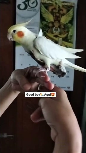adorable cockatiel leg exercise #cockatiel