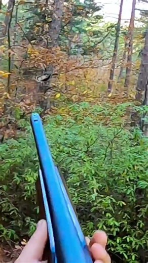 #hunting #woodcockhunting#setter #çullukavı #franchi affinity PRO #kazdağları