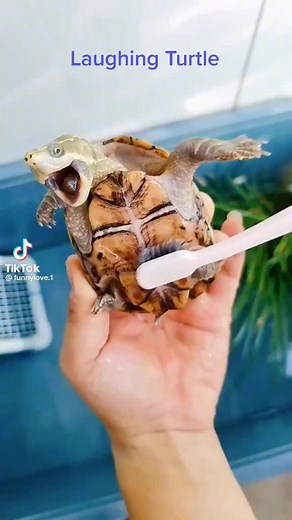 Laughing turtle is so darn cute!! #laughing #laughingturtle #turtletok #turtlelovers #happylaughing #endlesslaughs