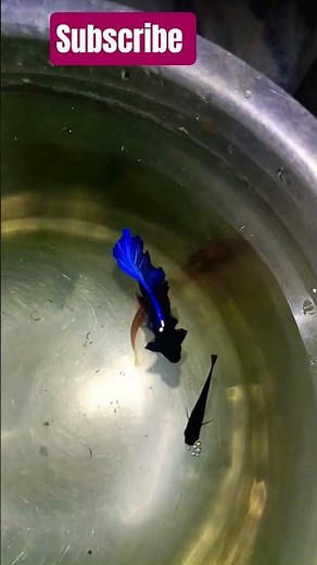 Full Aggressive Betta Fish Fight 😡🔥 | Powerful Betta Fish Attack in Aquarium 🐠