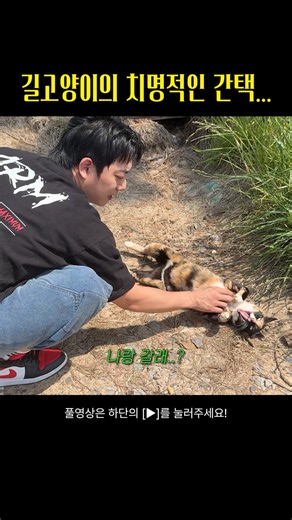 길 고양이의 치명적인 간택 #감자옹심이 #dogshorts #길고양이 #반려묘 #허스키